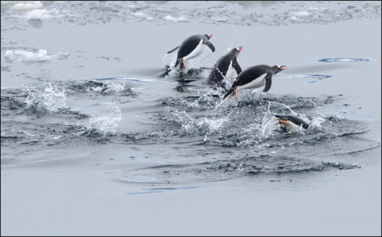 Sun Caiyou - To-be-Nol